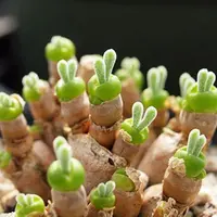 Gemas! Gemas! Gemas! Bentuk tanaman dari Jepang ini tumbuh seperti kelinci. (Via: boredpanda.com)