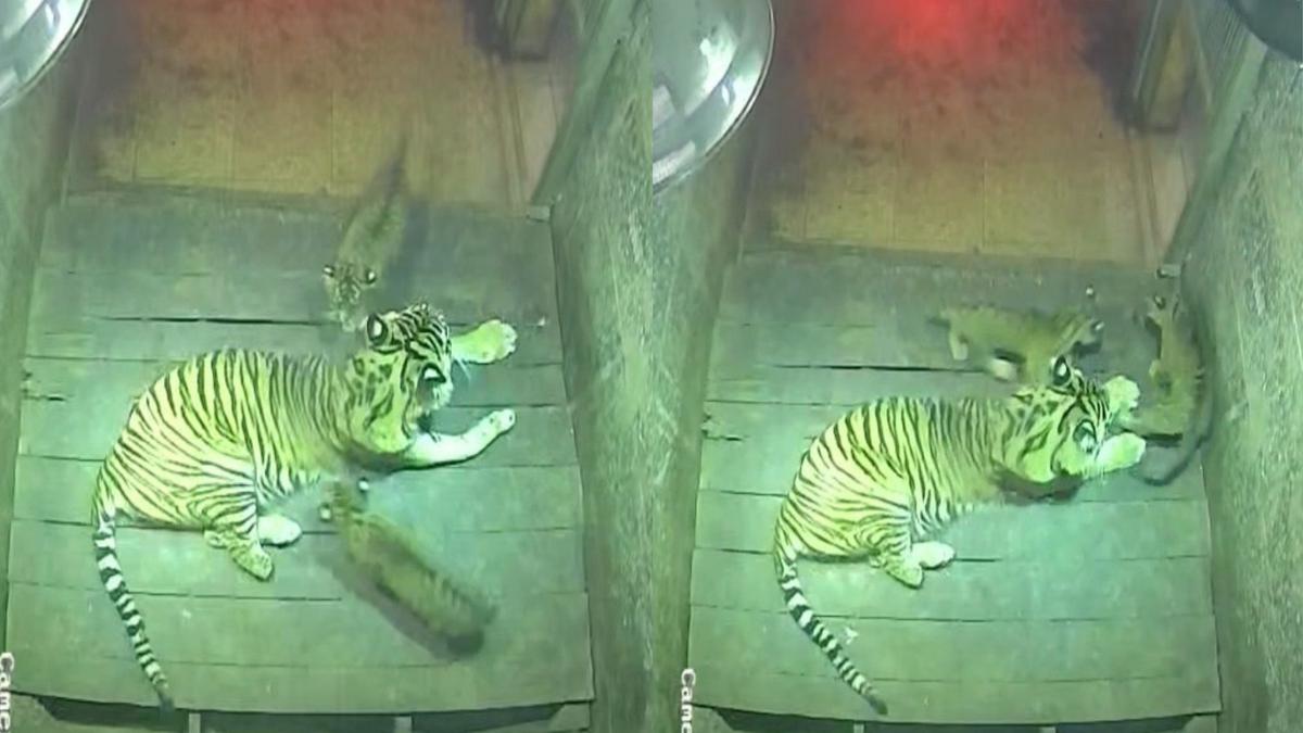 Kisah Harimau Kyai Batua dan Sinta, dari Kehilangan Kaki Kini Lahirkan Generasi Baru