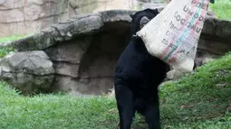 Seekor beruang mencoba mencapai kaki dari karung setelah hewan di kebun binatang Cali menerima hadiah makanan sebagai bagian dari perayaan Natal tradisional, di Kolombia pada Senin (20/12/201). (Paola MAFLA / AFP)