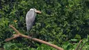 Burung residen Cangak Abu (Ardea cinerea) terlihat di kawasan Hutan Lindung Angke Kapuk, Jakarta, Sabtu (11/5/2019). Kegiatan dalam rangka Hari Burung Migrasi Sedunia tersebut mengangkat tema Lindungi Burung: Jadi Solusi Terhadap Polusi Plastik. (Liputan6.com/Herman Zakharia)