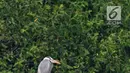 Burung residen Cangak Abu (Ardea cinerea) terlihat di kawasan Hutan Lindung Angke Kapuk, Jakarta, Sabtu (11/5/2019). Kegiatan dalam rangka Hari Burung Migrasi Sedunia tersebut mengangkat tema Lindungi Burung: Jadi Solusi Terhadap Polusi Plastik. (Liputan6.com/Herman Zakharia)