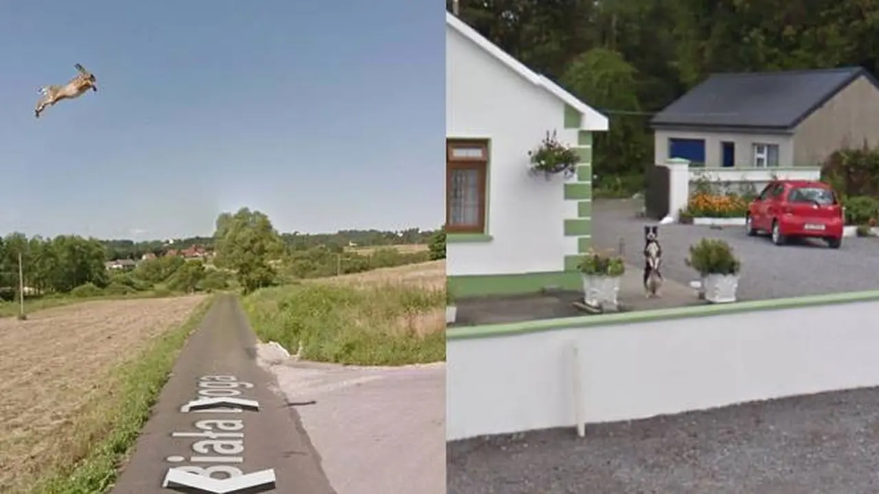 8 Potret Hewan Tertangkap Kamera Google Street View Ini Bikin Tepuk Jidat