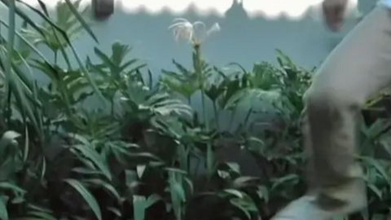 Pemandangan di halaman rumah mereka terbuka luas, dipenuhi oleh rumput hijau yang memberikan kesan menyegarkan.