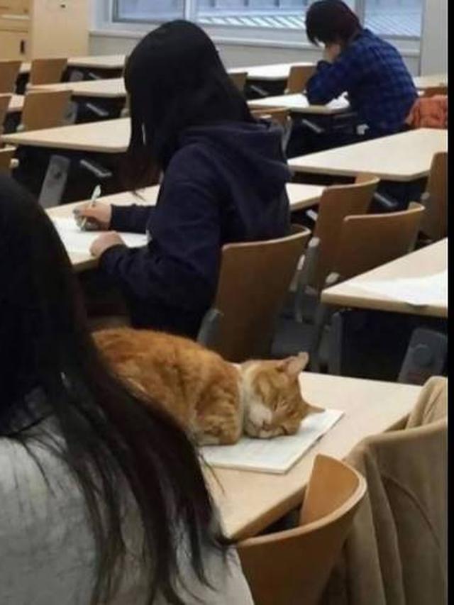 <span>Kucing ikut sekolah (Sumber: Twitter/twitkocheng)</span>