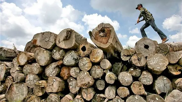 Bebani Pengusaha, Pemerintah Diminta Permudah Regulasi Industri Kayu