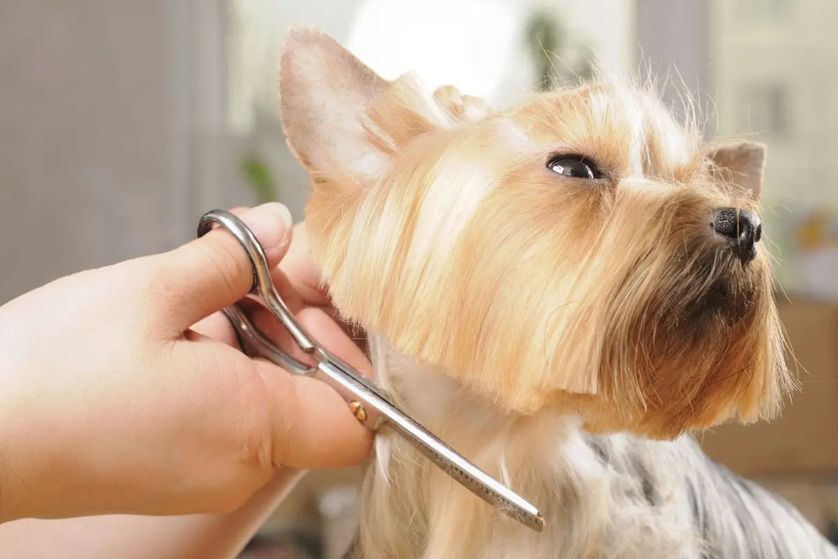 10 Gaya Rambut Anjing, Mana yang Kamu Banget?