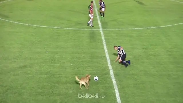 Seekor anjing masuk ke dalam lapangan dan menekel seorang pemain. This video is presented by Ballball