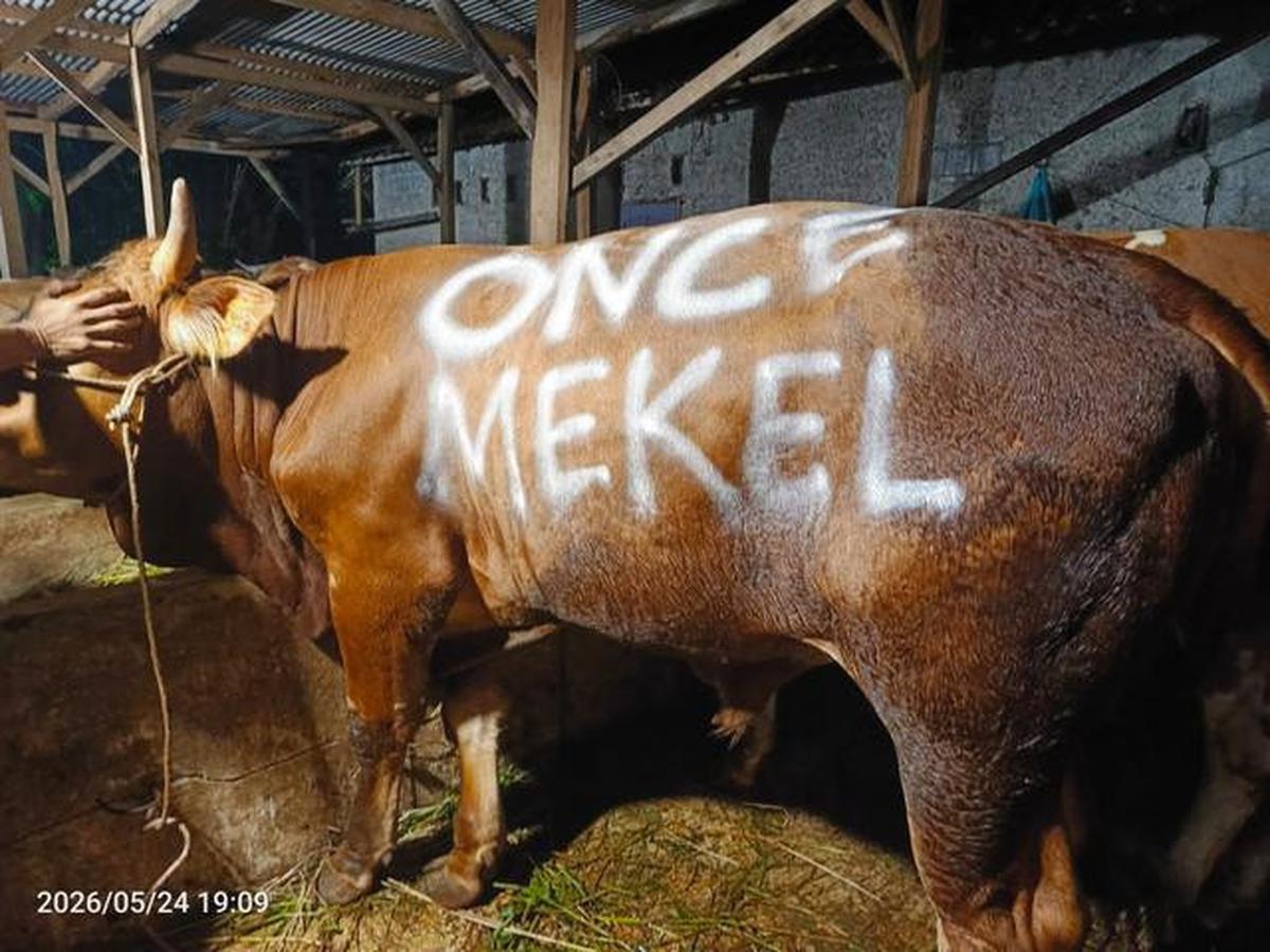 Alasan Once Mekel Ikut Salurkan Hewan Kurban, 2 Sapi dan 25 Kambing