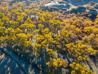 Foto dari udara yang diabadikan pada 18 Oktober 2020 ini menunjukkan pemandangan musim gugur di hutan poplar gurun (populus euphratica) di Wilayah Ejin, Daerah Otonom Mongolia Dalam, China utara. (Xinhua/Lian Zhen)
