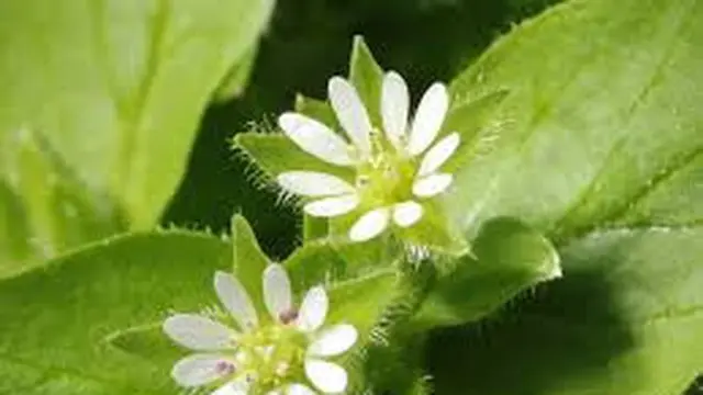 Chickweed