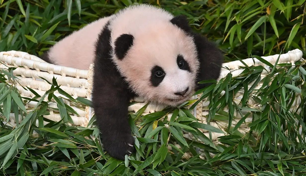 Anak panda Fu Bao yang lahir 107 hari lalu di Korea Selatan, difoto saat upacara untuk mengungkapkan namanya di Taman Hiburan dan Hewan Everland di Yongin pada Rabu (4/11/2020). Fu Bao adalah bayi panda pertama yang lahir di Korsel dan merupakan peristiwa langka.  (Jung Yeon-je / AFP)