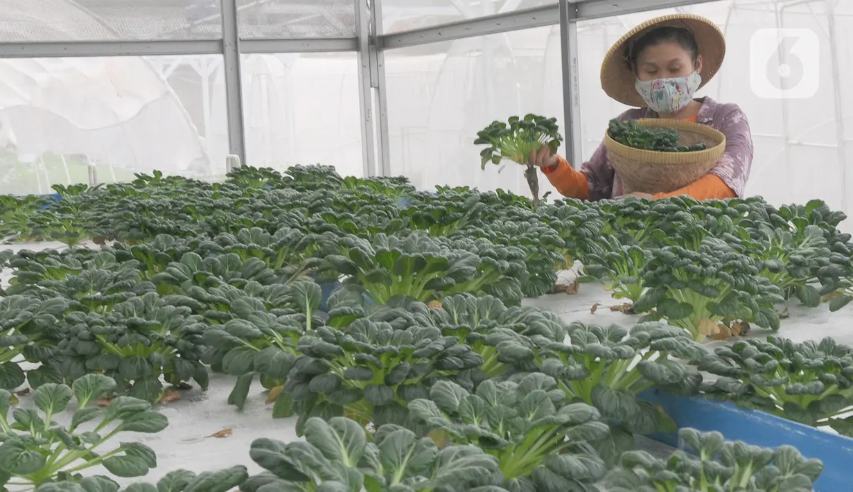 Maisa yang penyandang autisme memanen sayuran dalam kebun hidroponik di kawasan Ciganjur, Jakarta, Rabu (9/2/2022). Kebun Maisa Petani yang dikembangkan sebagai wahana edukasi bagi penyandang disabilitas itu dapat menghasilkan rata-rata pendapatan sekitar Rp 10 juta/bulan (merdeka.com/Arie Basuki)