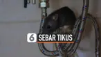 SEBAR TIKUS