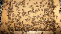 7 Peluang Usaha Ternak Unik dan Jarang Pesaing tapi Punya Pasar Jelas, Cocok dari Desa hingga Kota