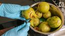 Jambu merah dipotong untuk diblender sebelum proses fermentasi di Kimia Pangan Pusat Penilitian Kimia LIPI Puspitek, Serpong, Tangerang, Kamis (4/6/2020). Sebelum fermentasi peneliti menambah bakteri probiotiotik. (Liputan6.com/Fery Pradolo)