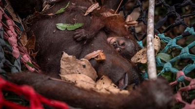 Enam Orangutan Berpacu Menemukan Jalan Pulang