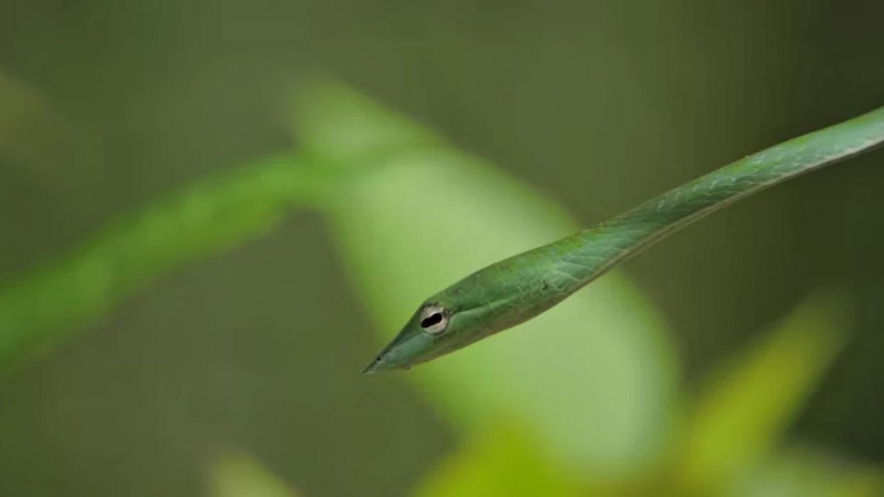 Ular Picung