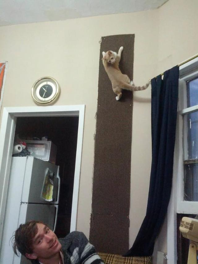 10 Potret Aksi Kucing Memanjat di Dinding Ini Malah Atraksi