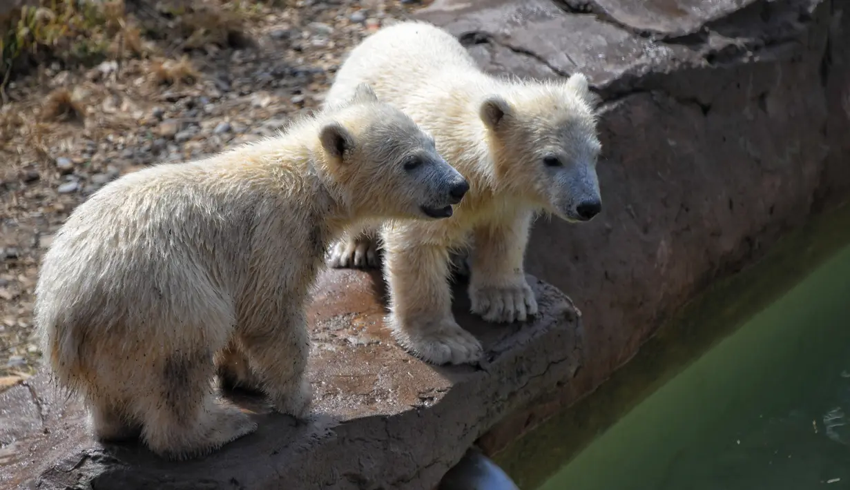 Dua dari bayi beruang kutub kembar tiga yang lahir pada Desember tahun lalu terlihat di taman hiburan Marineland di Kota Antibes, Prancis, Kamis (14/5/2020. (Xinhua/Serge Haouzi)