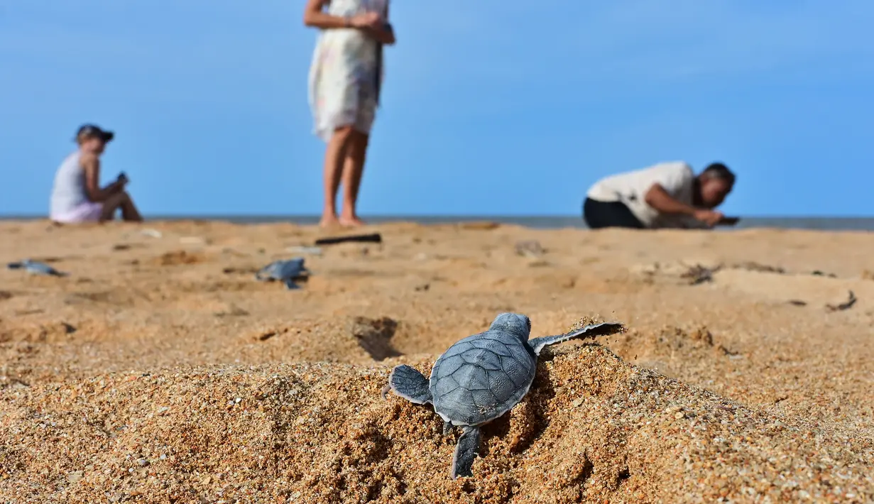 Seekor tukik penyu hijau merayap dari keluar sarangnya menuju arah laut di sebuah pantai Pulau Manda, Kenya, 18 Juni 2019. (TONY KARUMBA/AFP)