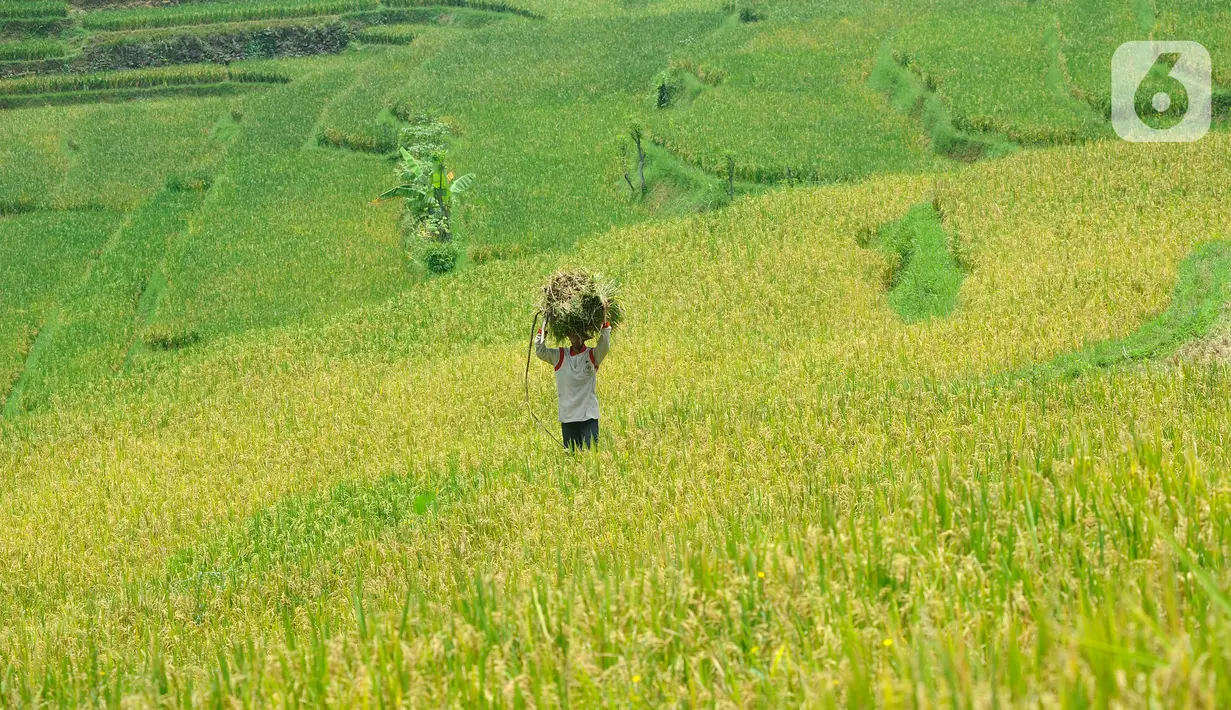 Pemerintah melakukan penyesuaian harga eceran tertinggi (HET) dan harga pembelian pemerintah (HPP) untuk gabah dan beras. (merdeka.com/Arie Basuki)