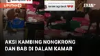 Kejadian kocak dan lucu dialami oleh seorang perempuan ini ketika memergoki kambing masuk kamarnya
