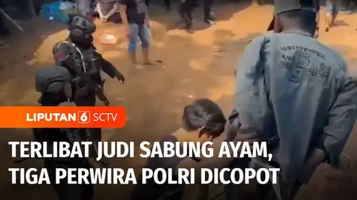VIDEO: Satu Kapolsek dan Dua Kasat Terlibat Judi Sabung Ayam, Perwira Polri Dicopot