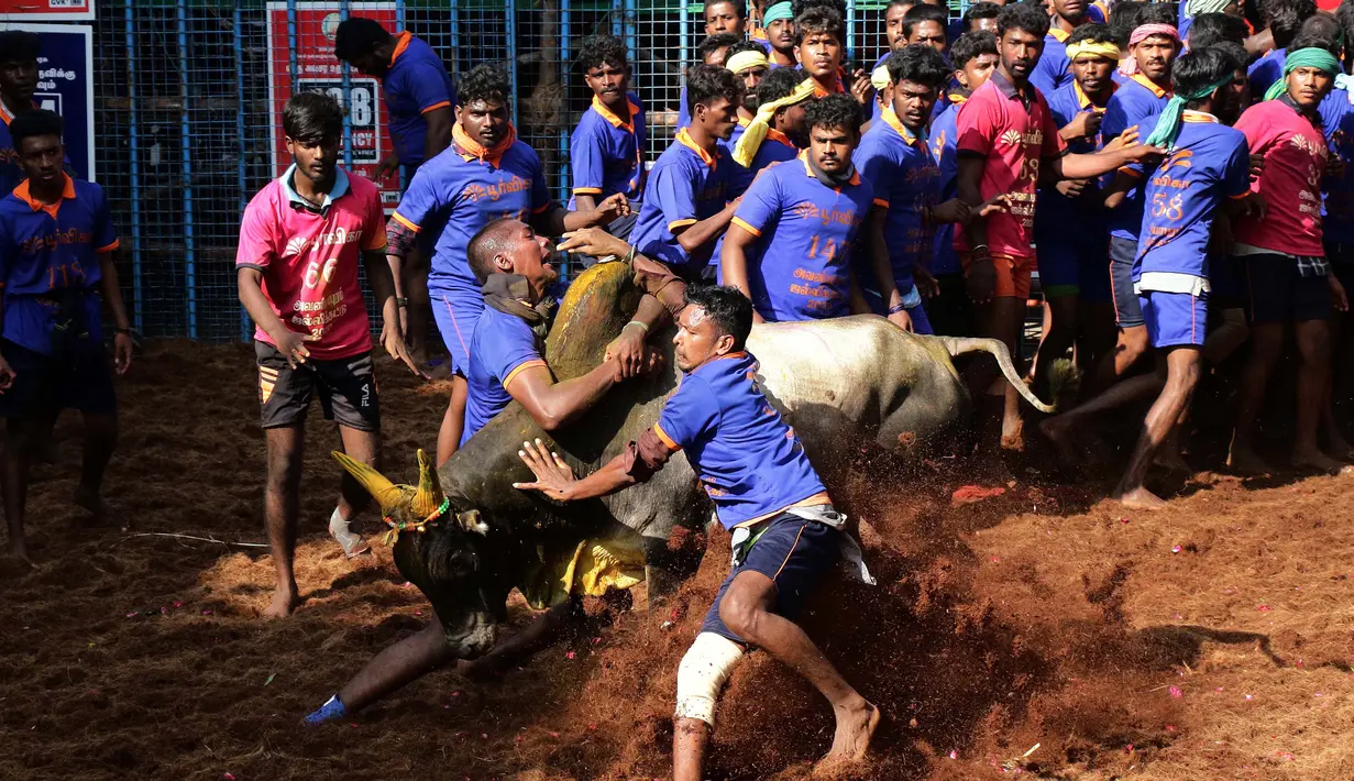 Seorang peserta India mencoba menaklukkan seekor banteng di festival tahunan menjinakkan banteng, Jallikattu, di Desa Avaniyapuram di pinggiran Madurai, Negara Bagian Tamil Nadu, India, pada 15 Januari 2020. (Xinhua/Stringer)