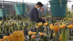 Seorang pria Peneliti dari Pyongyang Floriculture Institute meneliti dan membudidayakan kaktus dan bunga di Pyongyang, Korea Utara, DPRK (14/12/2020). (AP Photo / Jon Chol Jin)