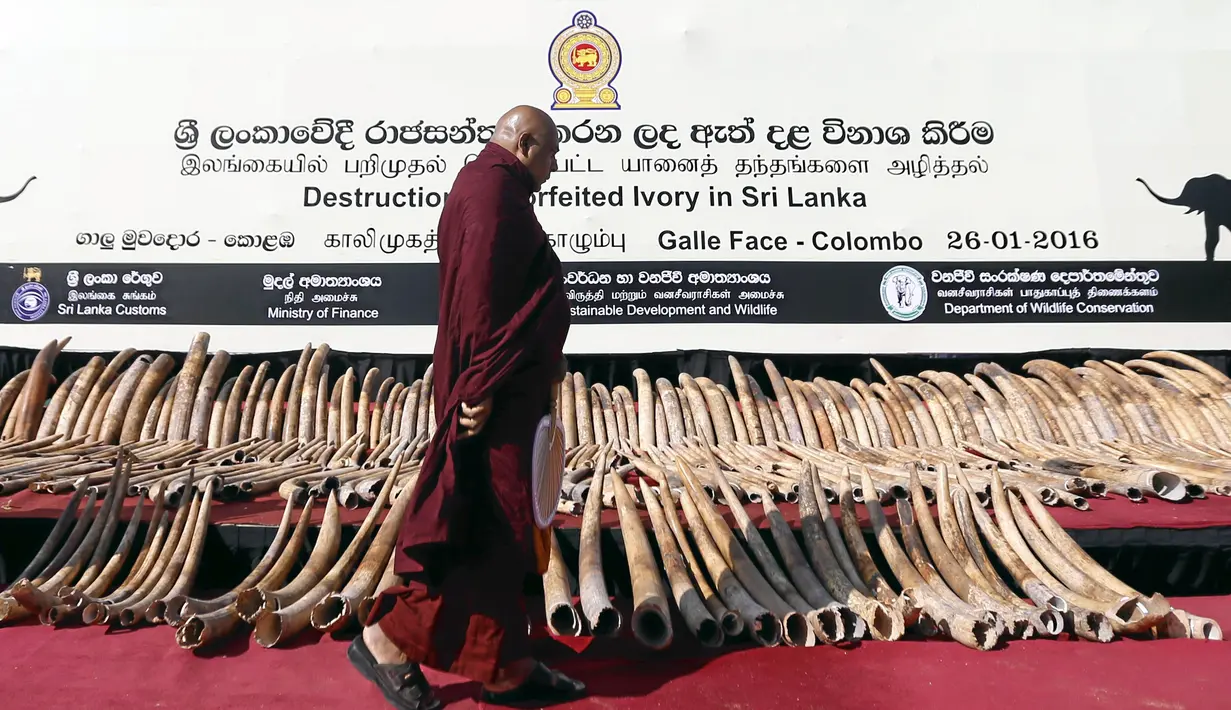 Biksu Buddha melihat gading gajah Afrika (Gading Darah)  yang disita oleh Bea Cukai Sri Lanka untuk dihancurkan, sebelum mereka mengadakan doa untuk gajah mati, di Galle Face Green di Kolombo (26/1/2016). (REUTERS/Dinuka Liyanawatte)