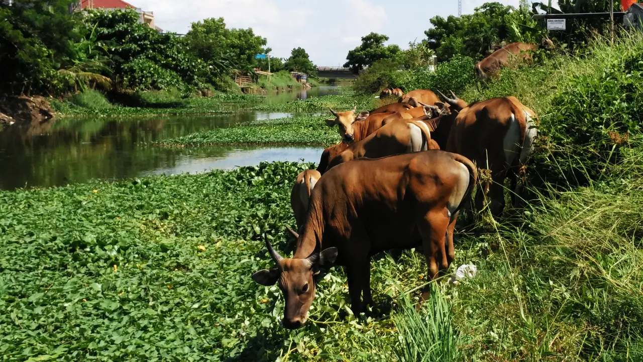 Tanaman Kangkung, Menu Sehat Sapi di Makassar