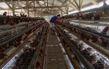 Harga Telur Ayam Peternak Dipatok Rp 24 Ribu per Kilogram