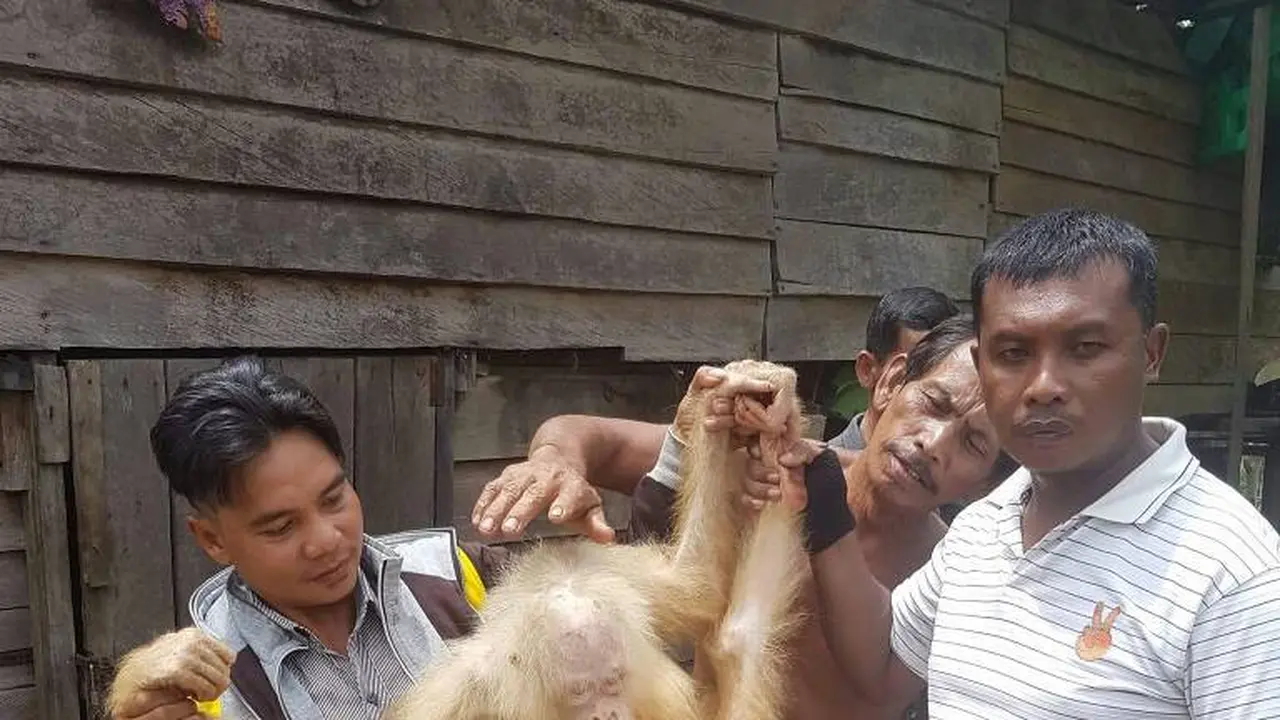 Orangutan Albino
