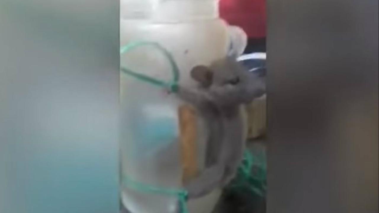 Tikus yang diikat di stoples. (Screen Grab/Viral Videos)