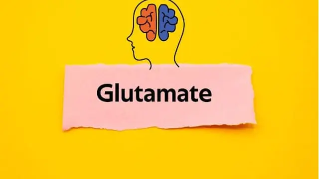 Glutamat dan Glutamin