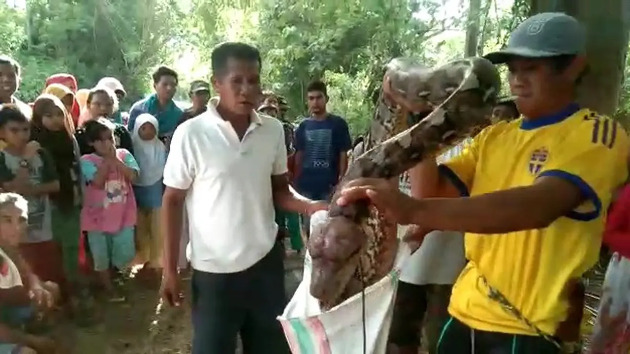 Warga sigi menangkap piton jumbo yang sedang memakan babi hutan. (Foto: Liputan6.com/Heri Susanto)