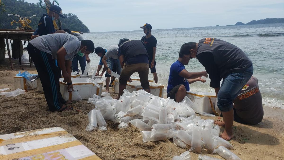 Menteri Trenggono Bakal Buka Ekspor Benih Lobster, Tapi Ada Syaratnya