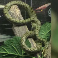 Ular Pohon Emas (Chrysopelea ornata). (Creative Commons)