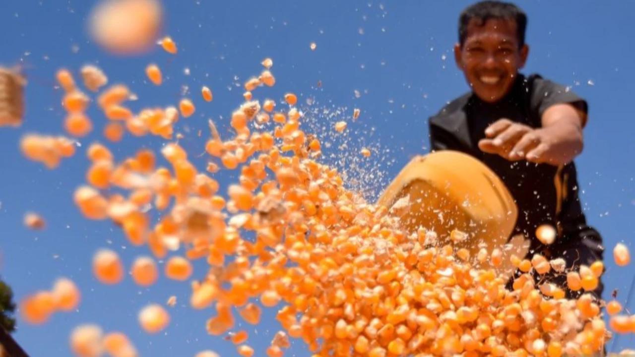 Bulog Catat Serapan Jagung Hampir 300 Ribu Ton, Tertinggi Sepanjang Sejarah