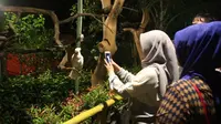 Sensasi melihat taman satwa atau kebun binatang malam hari di Purbasari nuansa malam, Purbalingga. (Liputan6.com/Dinkominfo PBG/Muhamad Ridlo)