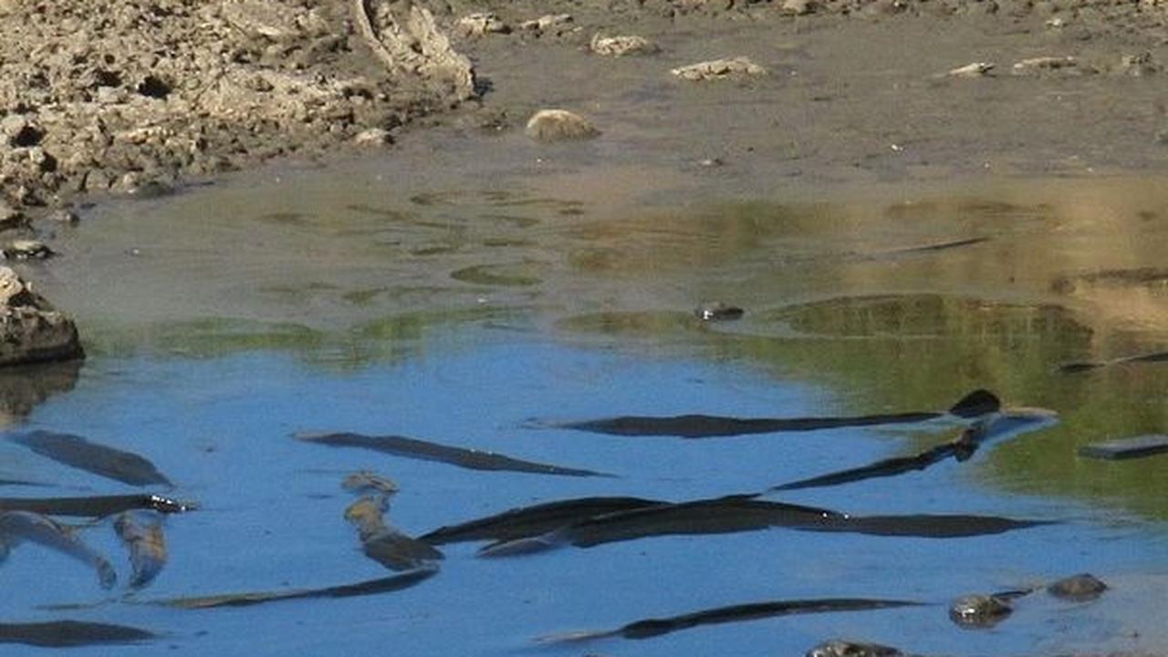 Terdampak El Nino, Sejumlah Daerah di Banten Alami Kekeringan