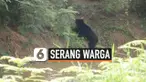 BERUANG LIAR