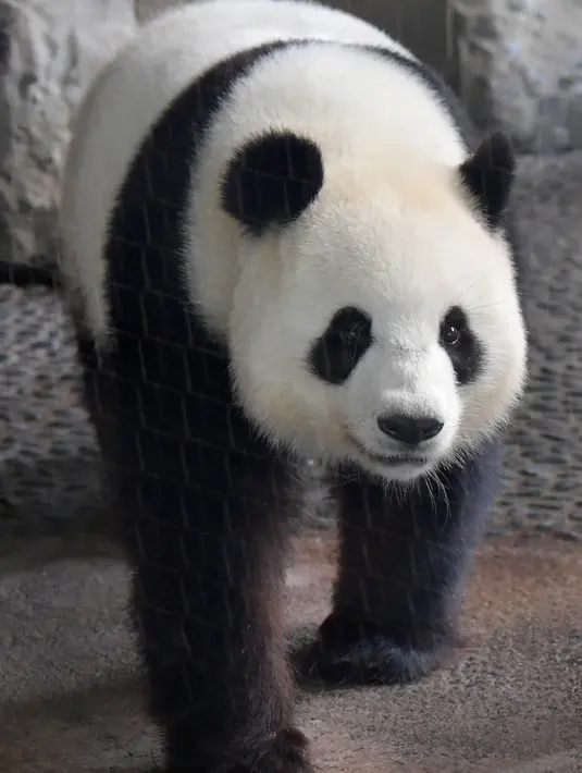 Panda betina Meng Meng berjalan dalam kandangnya di kebun binatang Zoologischer Garten, Berlin pada Rabu (14/8/2019). Meng Meng diketahui kawin pertama kali dengan panda jantan Jiao Qing yang berusia sembilan tahun April lalu. (Tobias SCHWARZ / AFP)