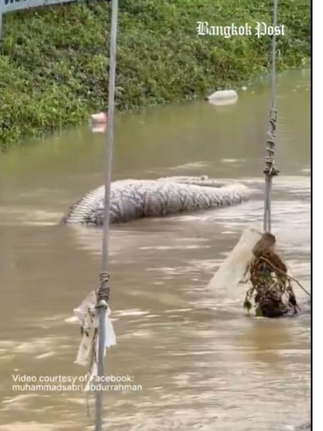 Viral Ular Piton Raksasa Berenang di Air Banjir, Diduga Telah Memangsa Anjing