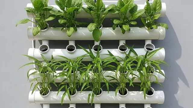 Layout Kebun Sayur di Rumah Kecil