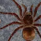 Ilustrasi The Huntsman Spider (Wikipedia)