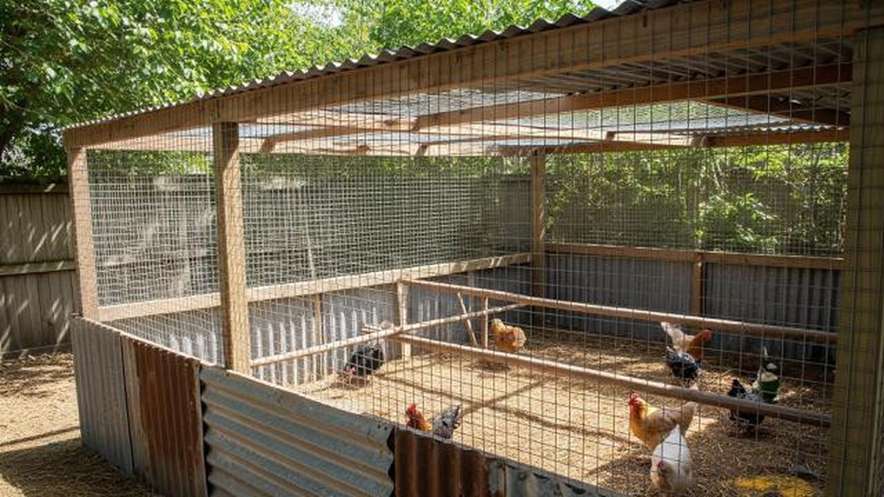Kandang Ayam Semi Terbuka dengan Dinding Seng/Desain Kandang Ayam dari Seng Bekas Sederhana (Sumber; gemini.com)