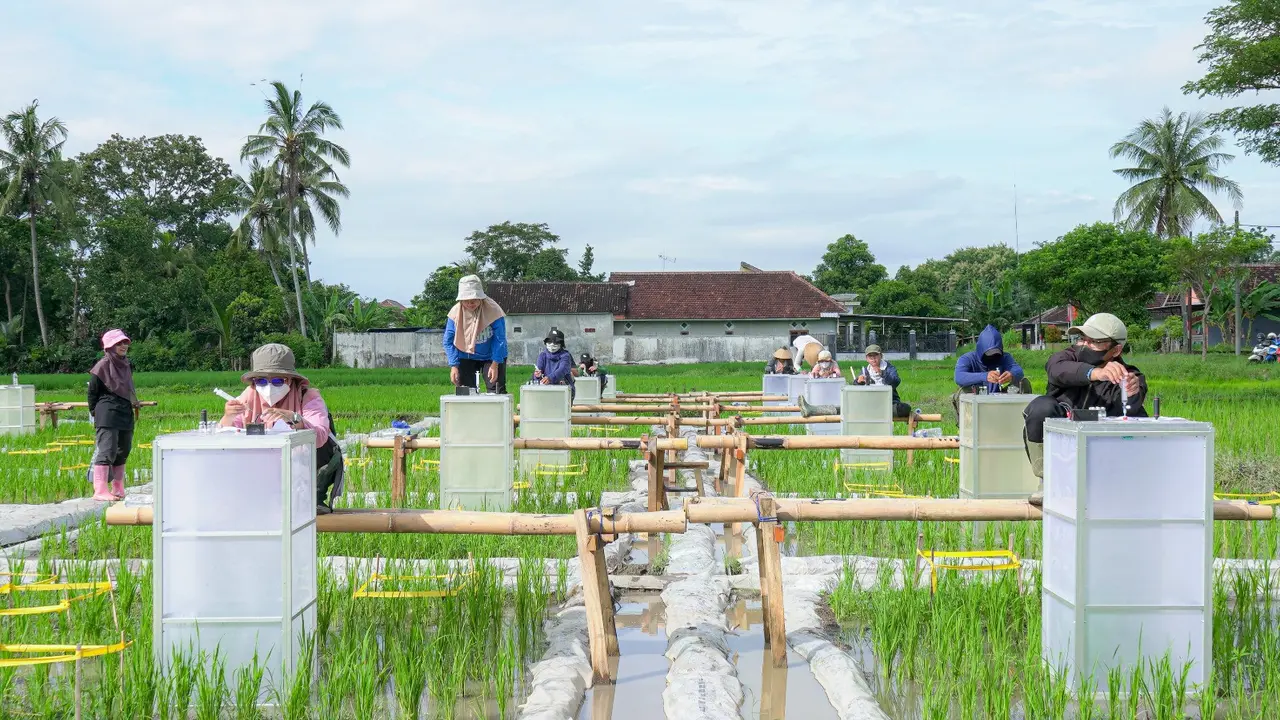 Proses pengembanga  Teknologi Ramah Lingkungan Beras Bernutrisi di Bnayuwangi (Istimewa)