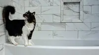Ilustrasi kucing di kamar mandi (Sumber: Pexels)