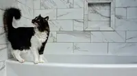 Kucing Senang Berada di Kamar Mandi, Kenapa Ya?